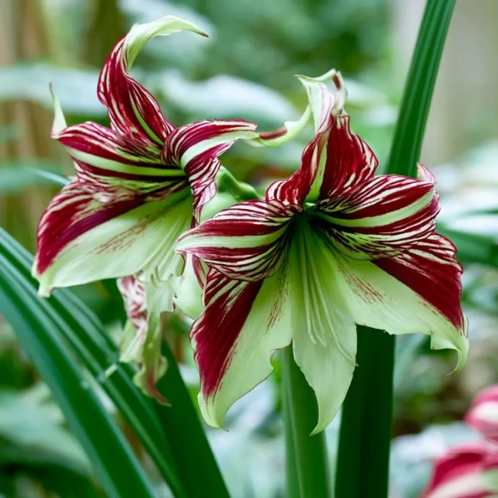 Amarylis Papillio (pstry)