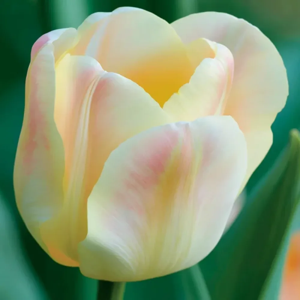 Tulipan Mieke Telkamp (kremowy)