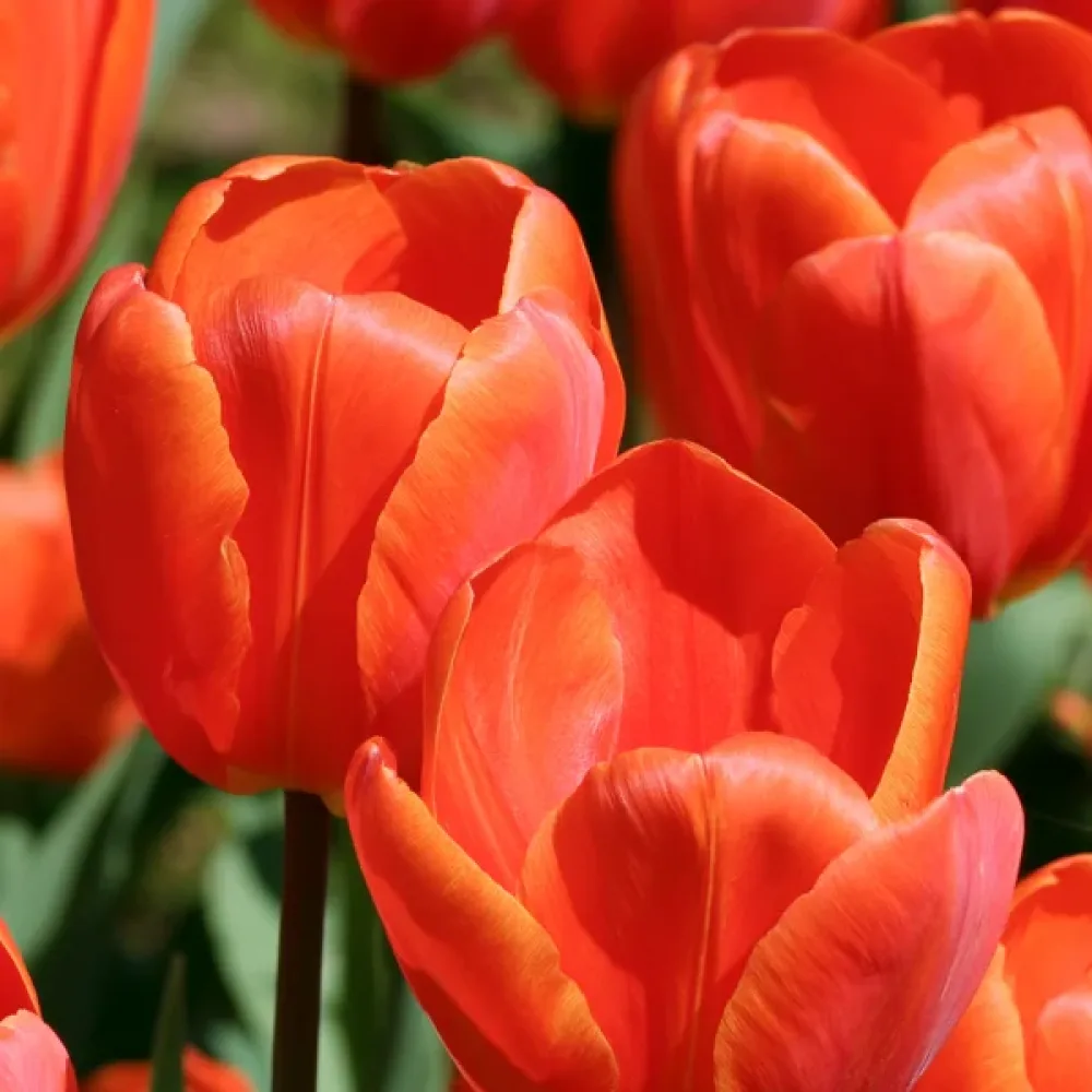 Tulipan Lighting Sun