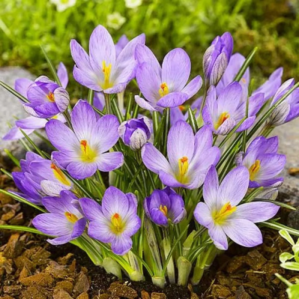 Krokus Etruscus Zwanenburg (żółty)