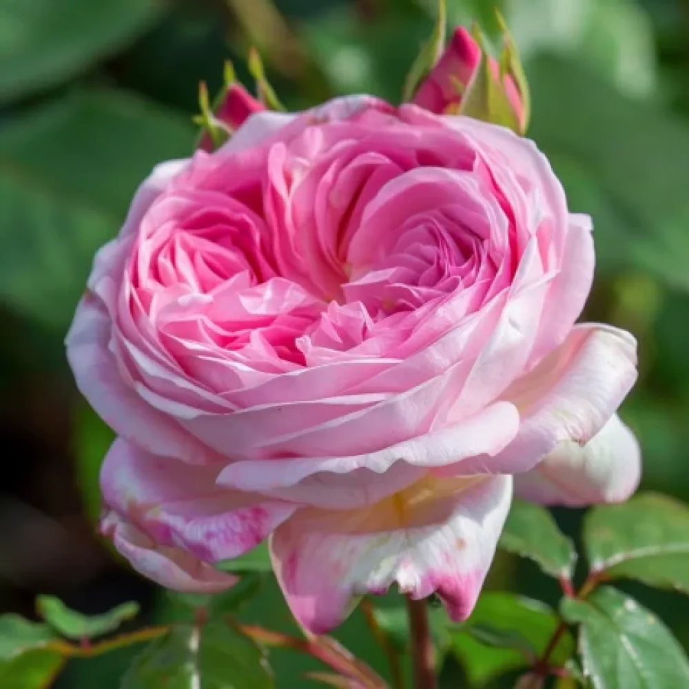 Róża Pink Sentinel – z gołym korzeniem