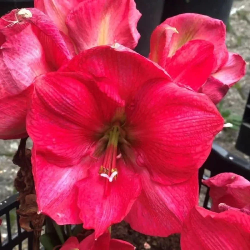 Amarylis Pink Rival (różowy)