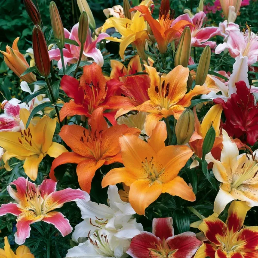 Lilia Asiatic Mixed (mieszanka azjatycka)