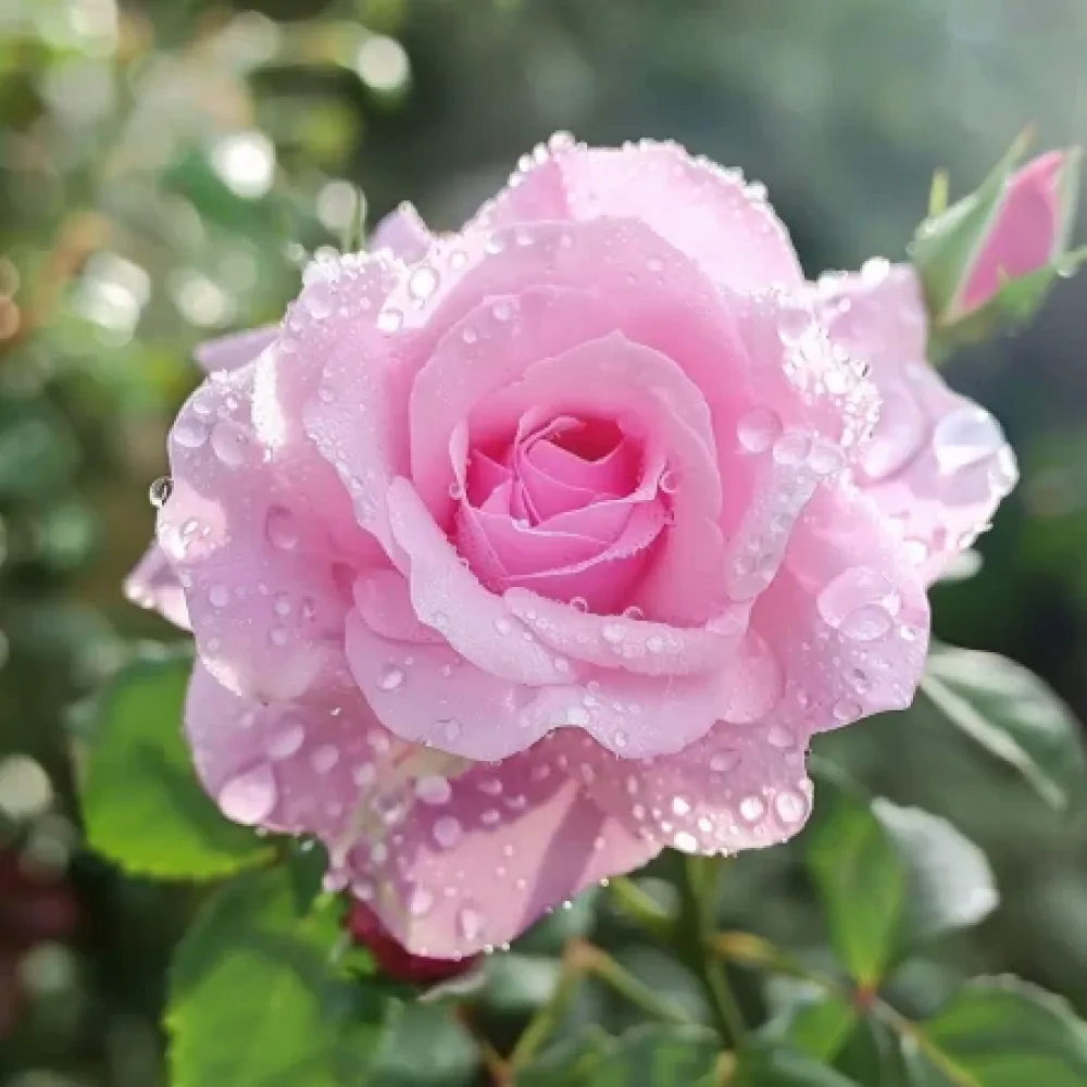 Róża Pink Benedict – z gołym korzeniem