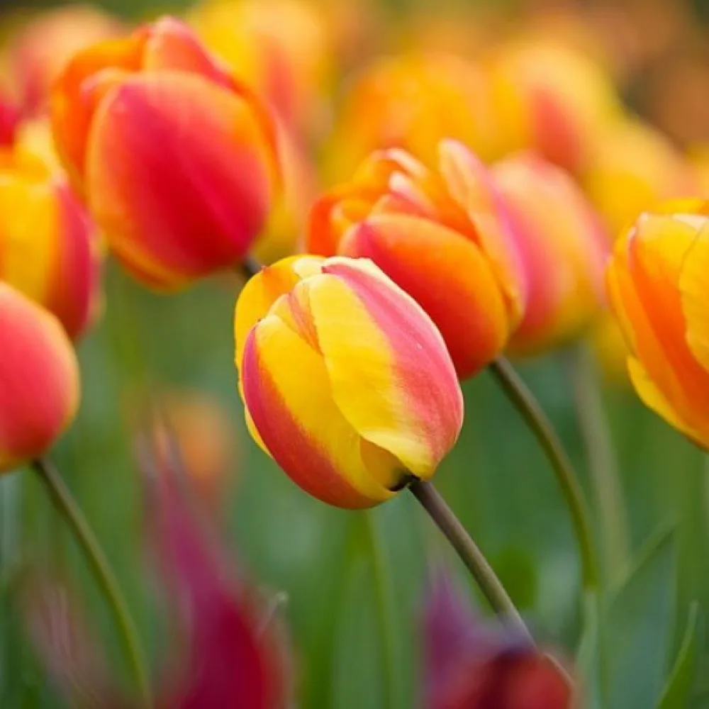 Tulipan Apeldoorns elite (pomarańczowy)