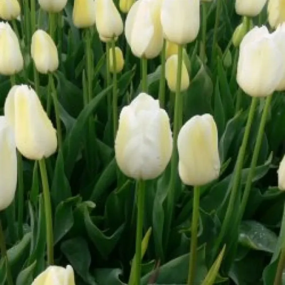 Tulipan City of vancouver (kremowy)
