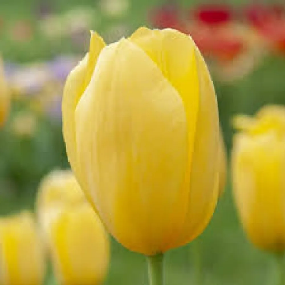 Tulipan Hella Lights (pomarańczowy)