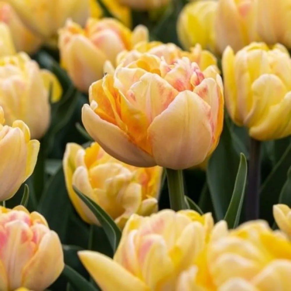 Tulipan Foxy Foxtrot
