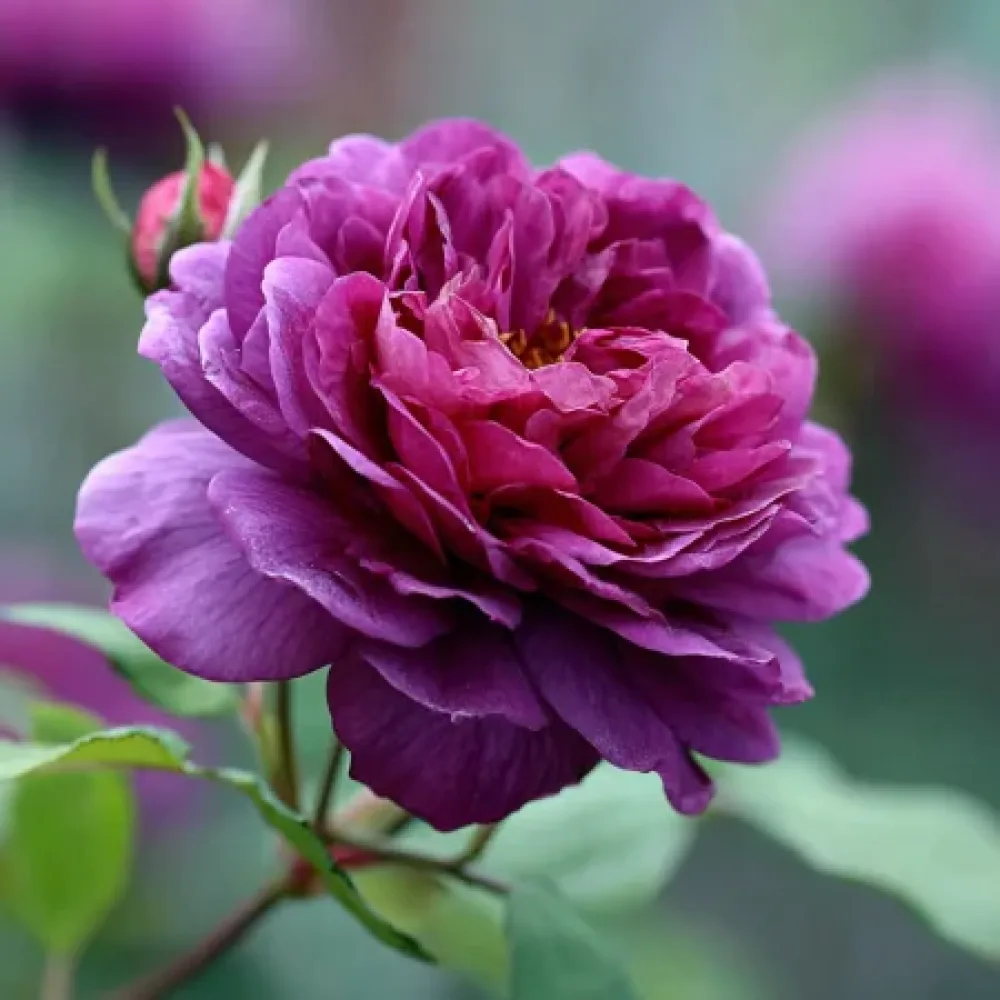 Róża Purple Harmony – z gołym korzeniem