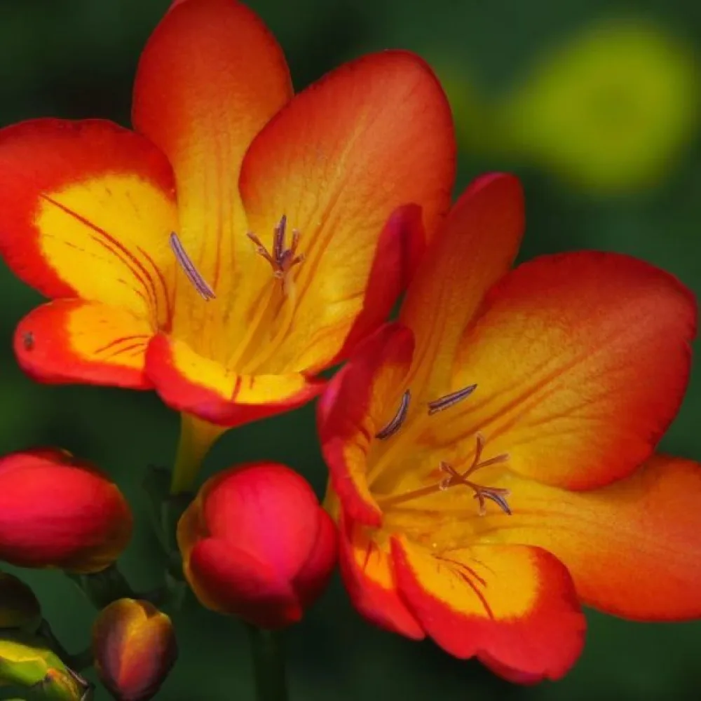Frezja Orange single (pomarańczowa, pojedyncza)