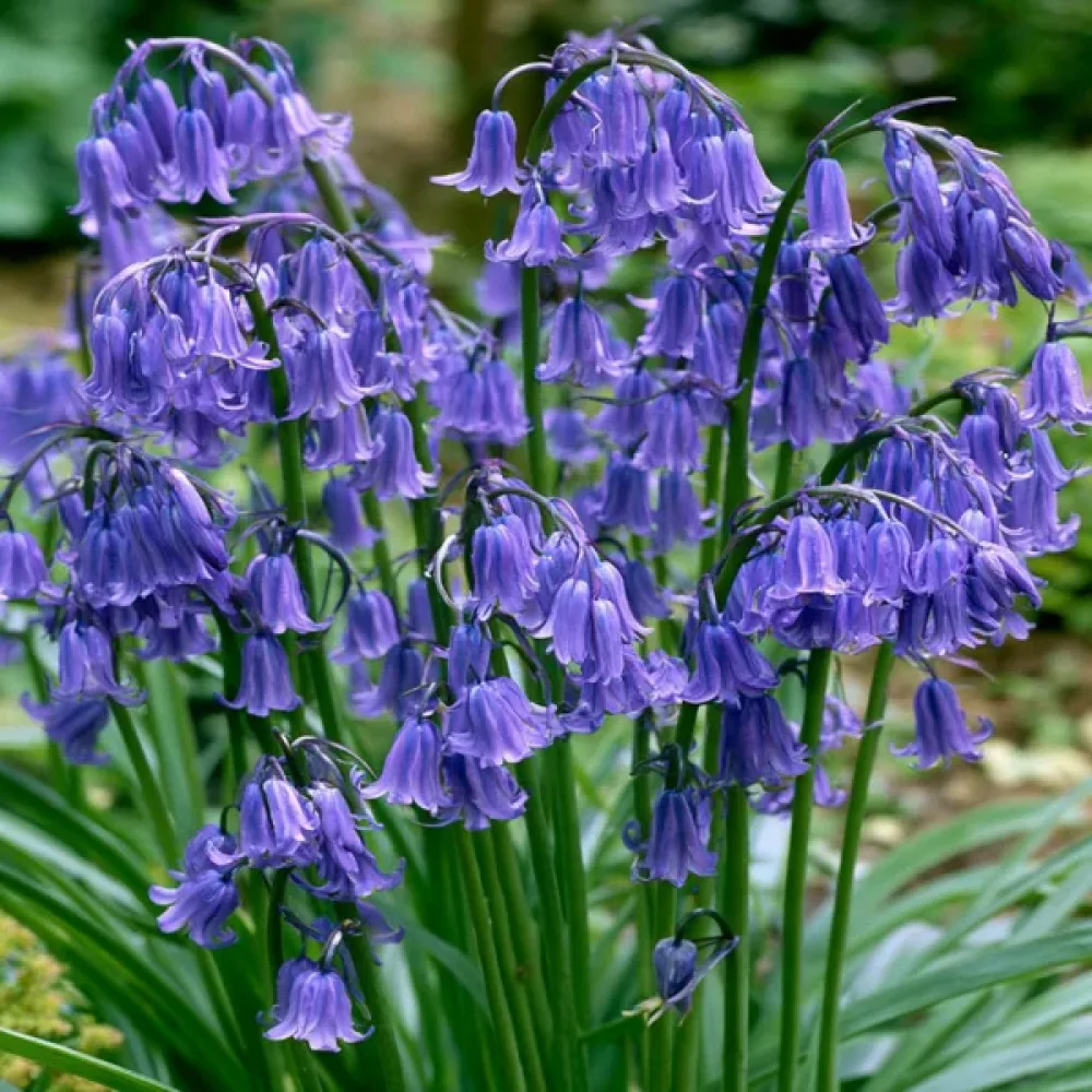 Hiacyntowiec Non-Scripta - Dutch Grown (niebieski)