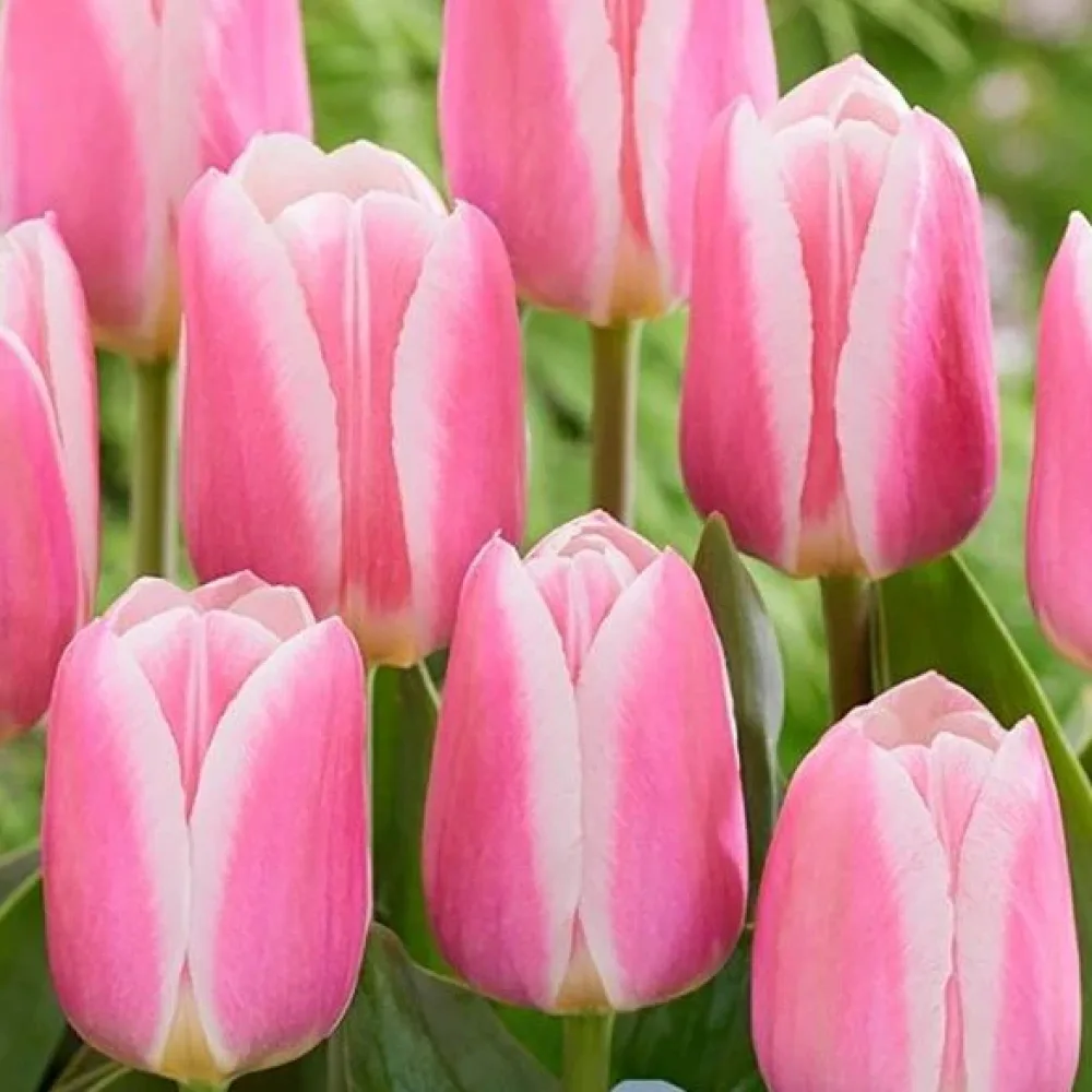 Tulipan Mandy Choice (różowy)