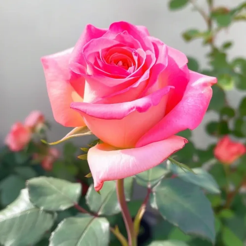 Róża Pink Snowflake – z gołym korzeniem