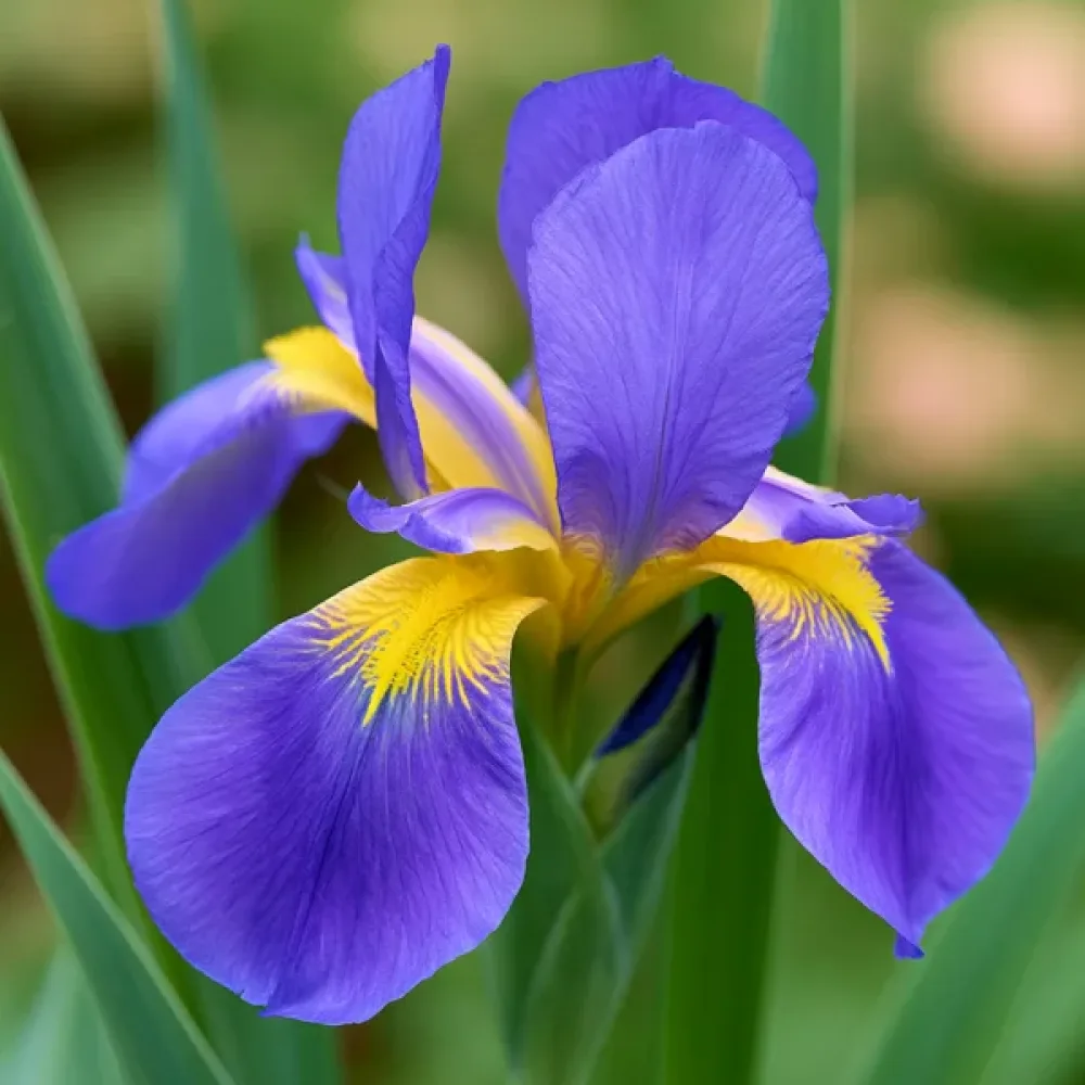 Irys Saphire Beauty Hollandica (szafirowy)