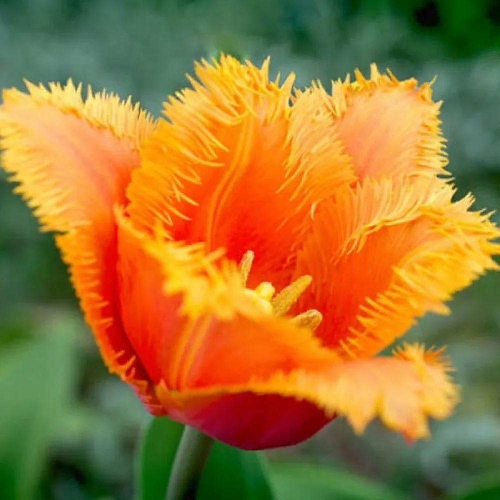 Tulipan Lambada (brzoskwiniowy)