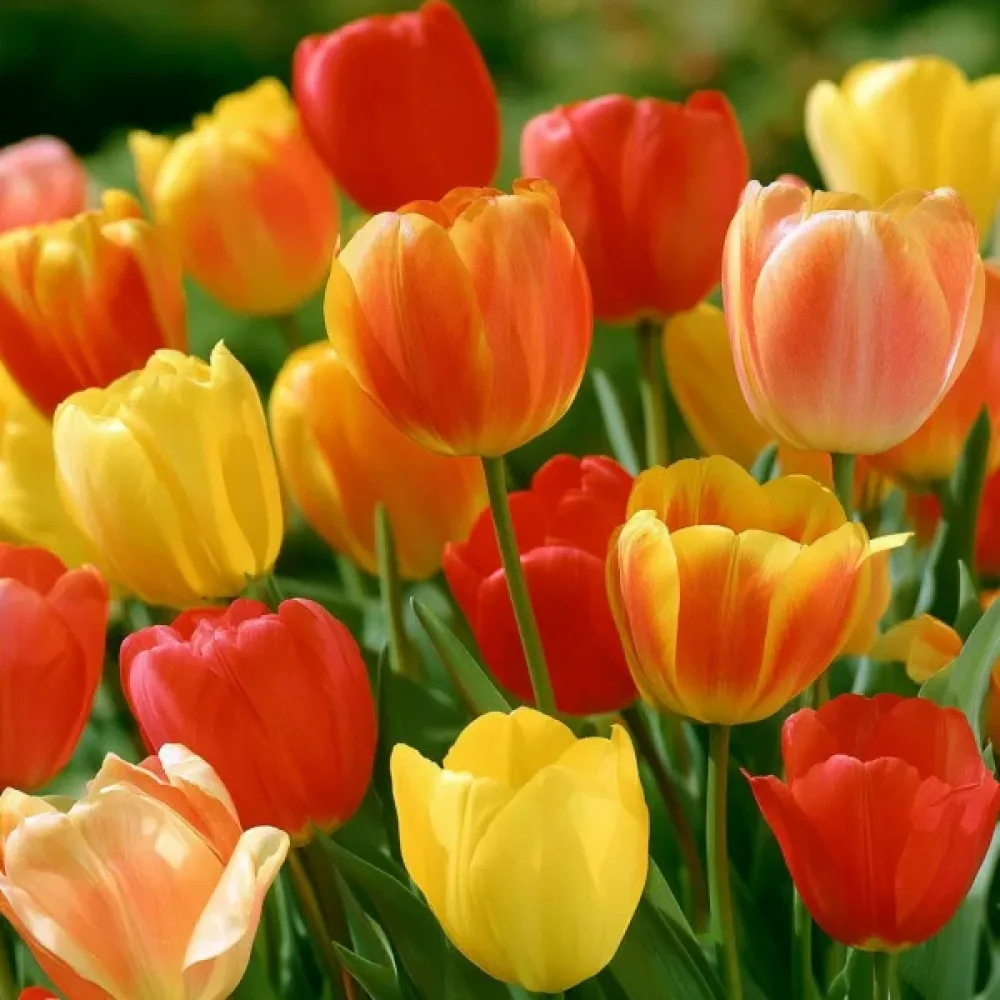 Tulipan Single Late Mixed (mieszanka późna)