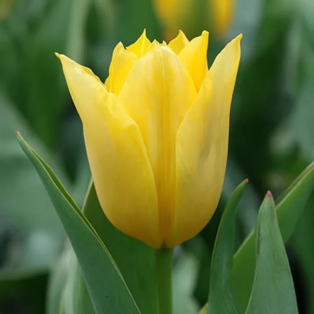 Tulipan Yellow Purissima (żółty)