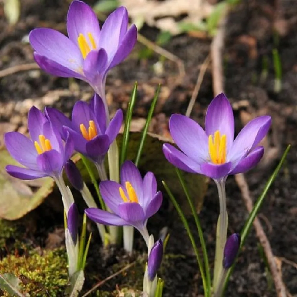 Krokus tommasinianus Whitewell Purple (fioletowy)