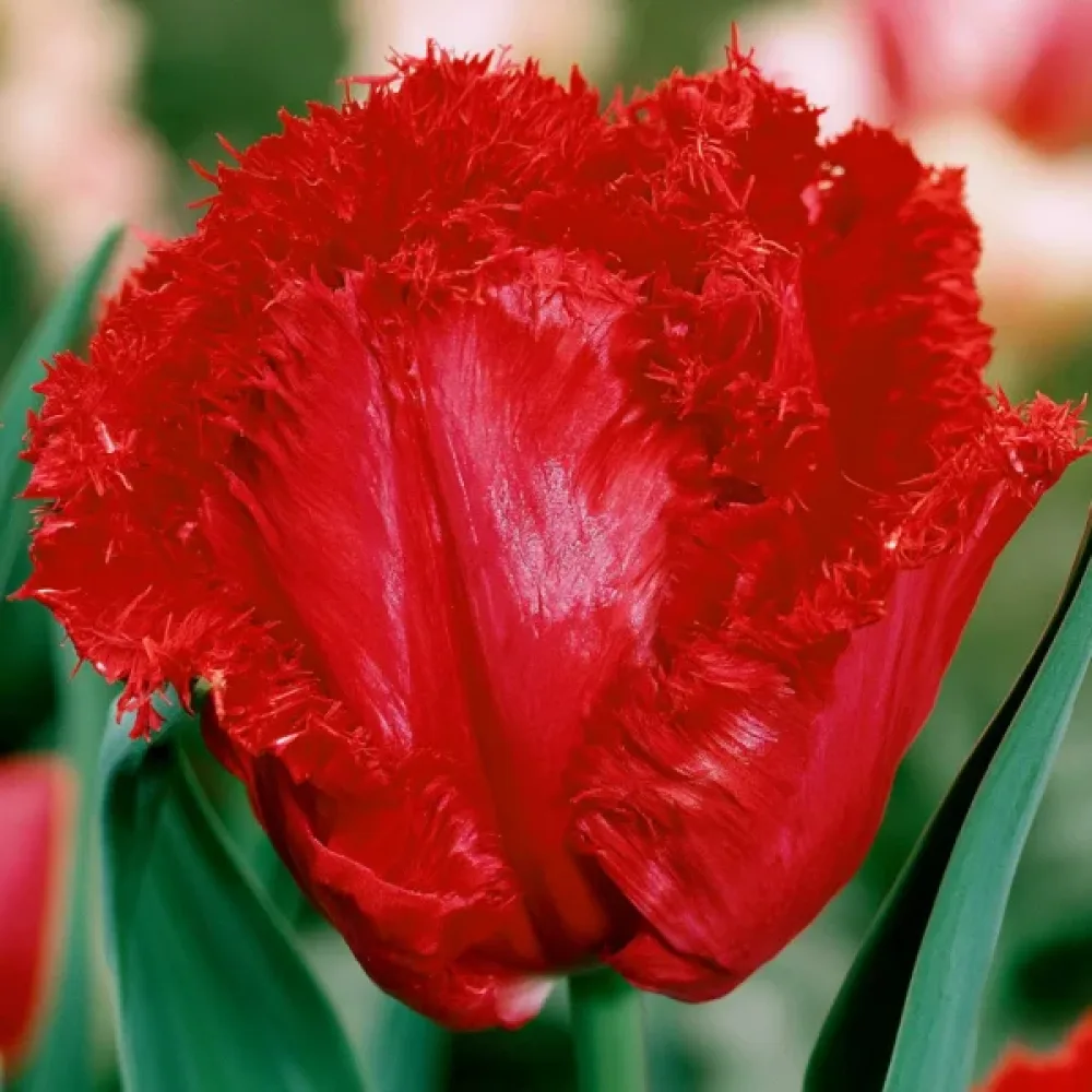 Tulipan Barbados (czerwony)