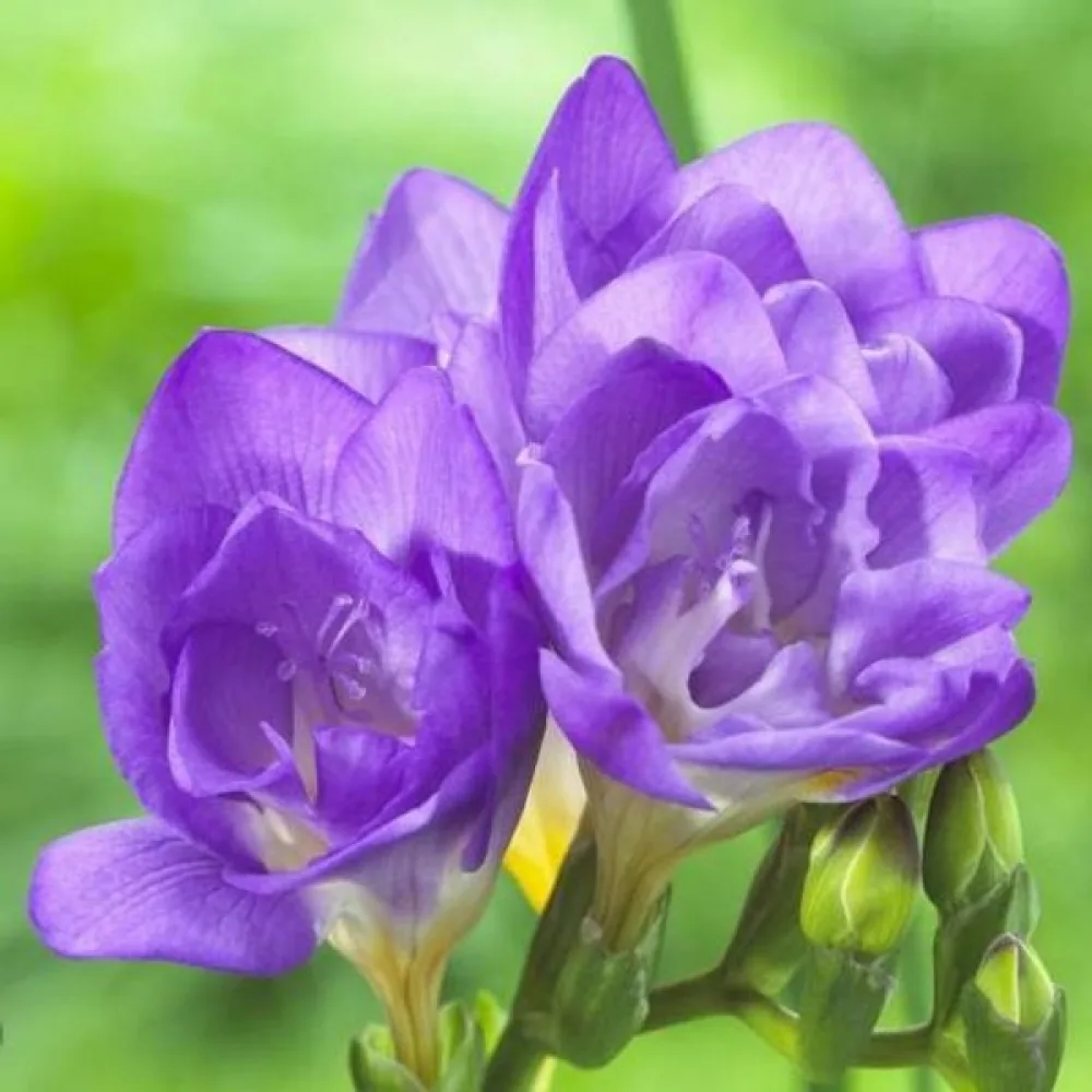 Frezja Double blue (niebieska, pełna)