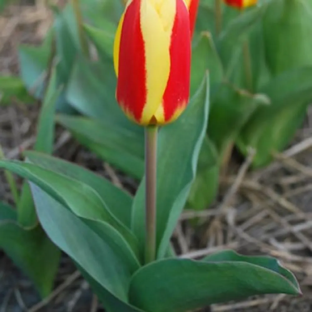 Tulipan Stresa (żółty)