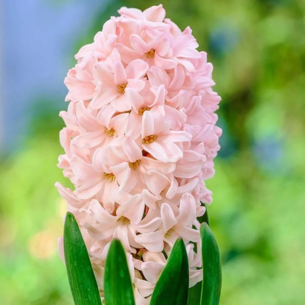 Hiacynt Apricot passion (morelowy)