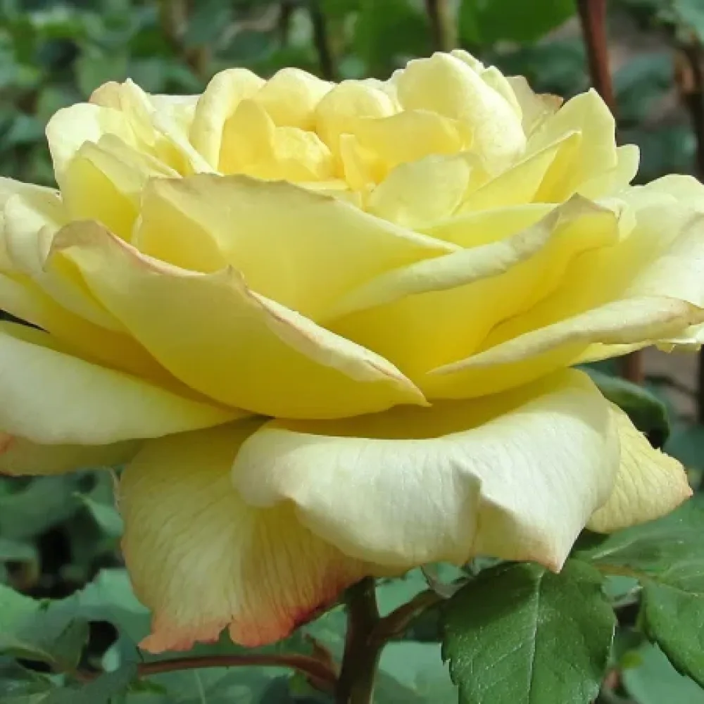 Róża Radiant Gold – z gołym korzeniem