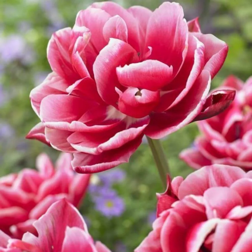 Tulipan Columbus (czerwony)