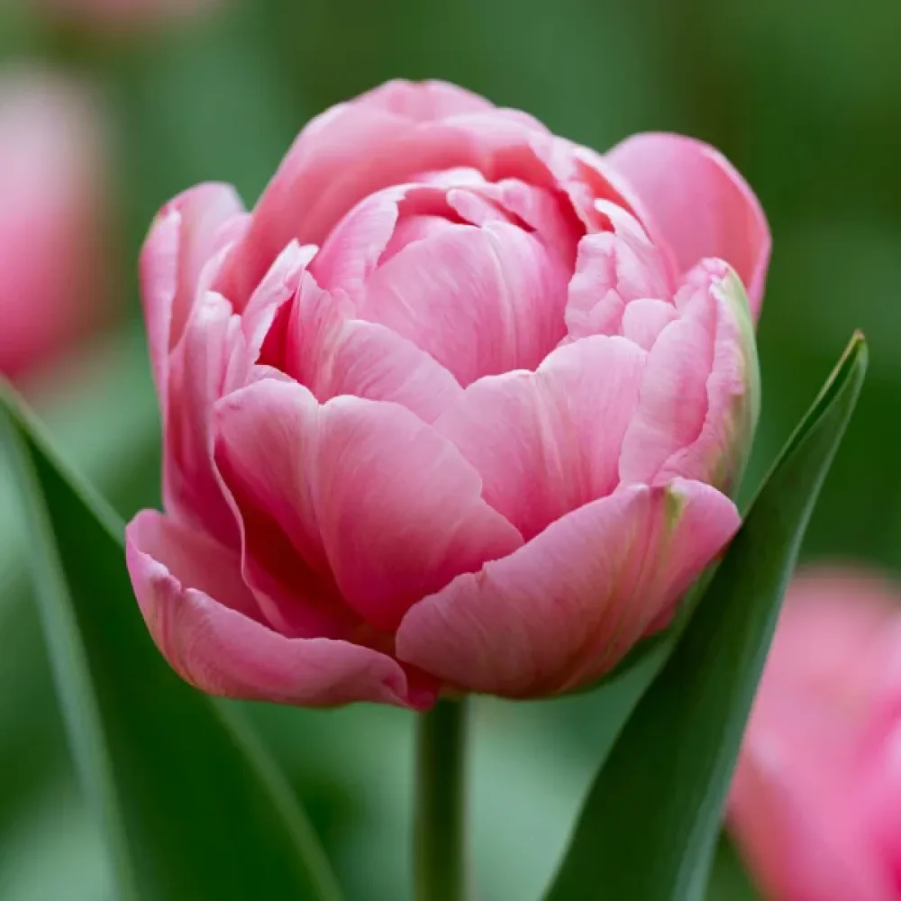 Tulipan Amazing Grace