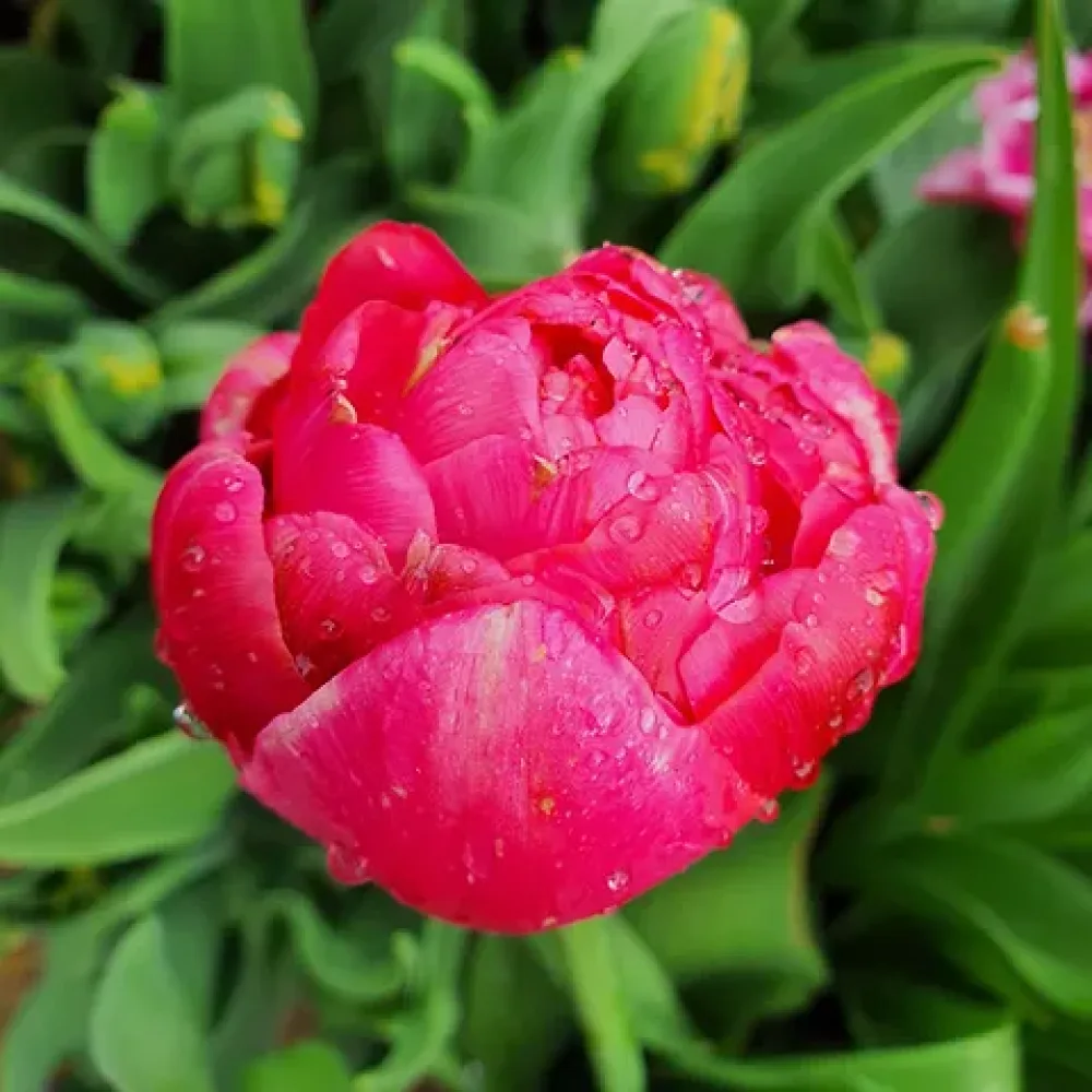Tulipan Renown Unique (żółty)