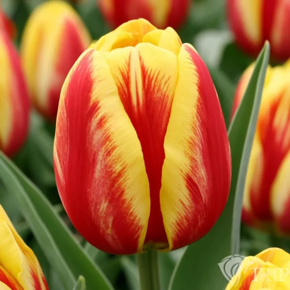 Tulipan Washington (dwubarwny)