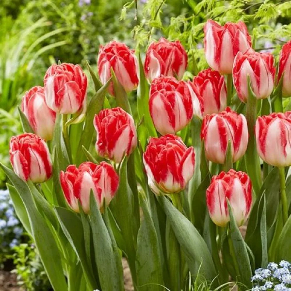 Tulipan Pink Delight