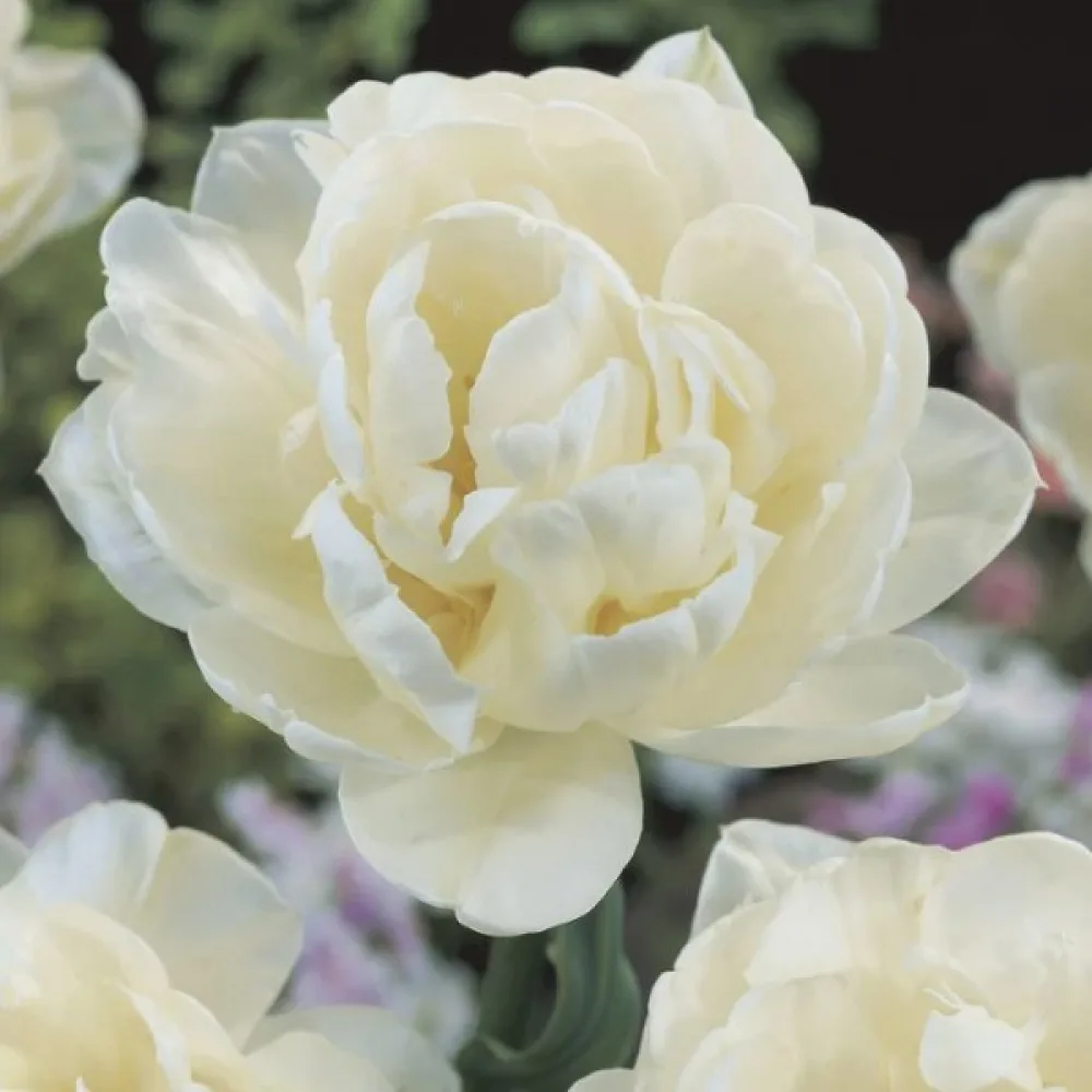 Tulipan Mount Tacoma (biały)