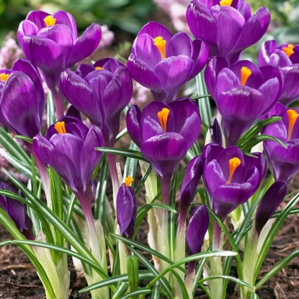 Krokus Flower Record (fioletowy)