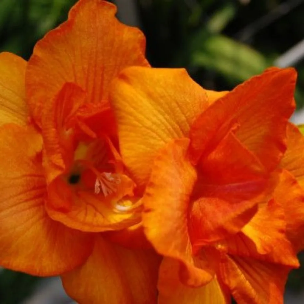 Frezja Double Orange (pomarańczowa)