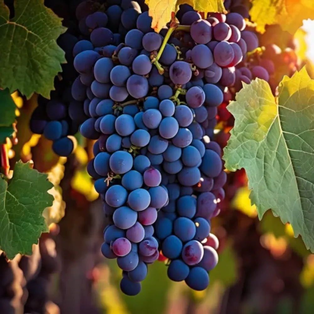 Winorośl odmiany Cabernet Franc, czerwona winna – średnio późno dojrzewająca