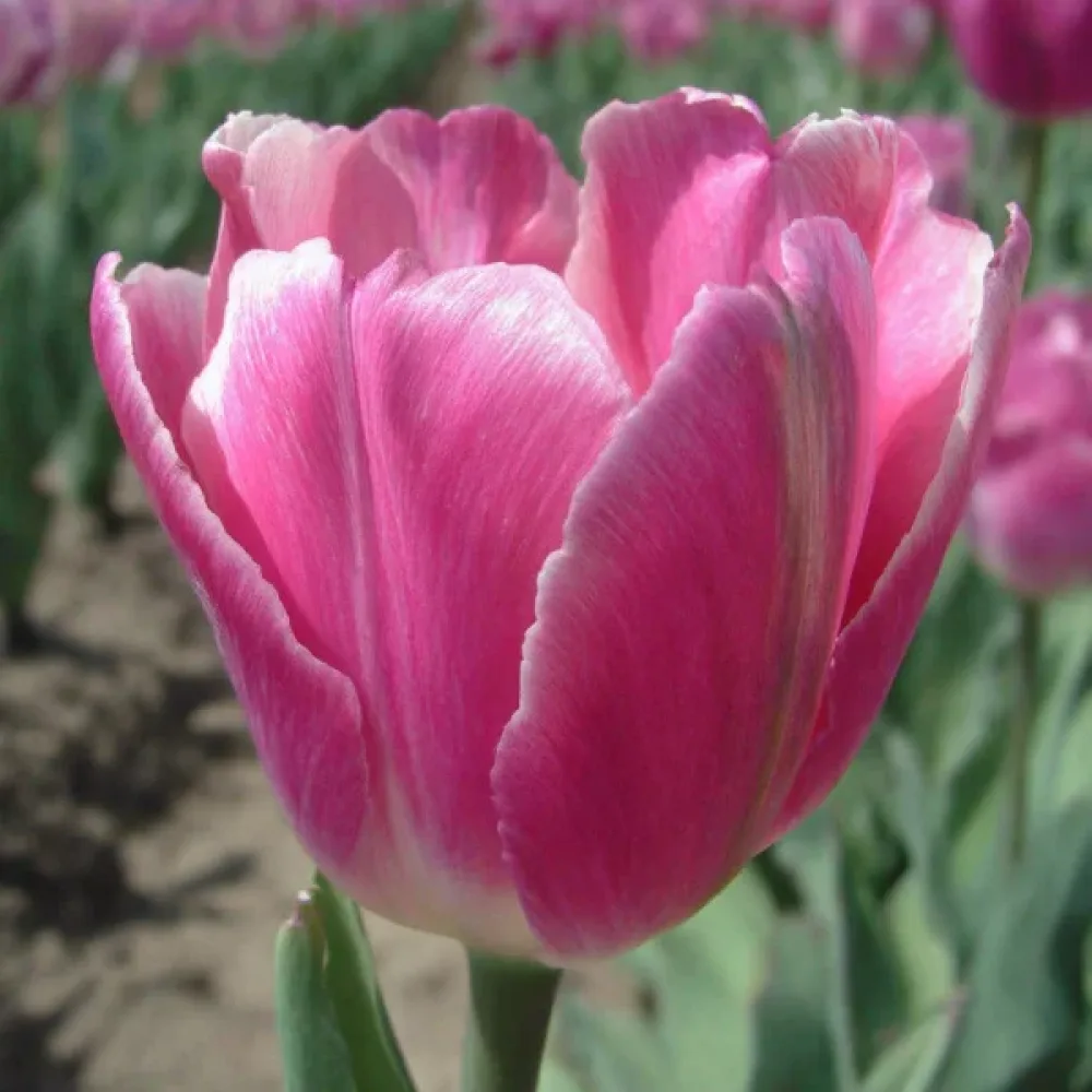 Tulipan Jumbo pink (różowy)
