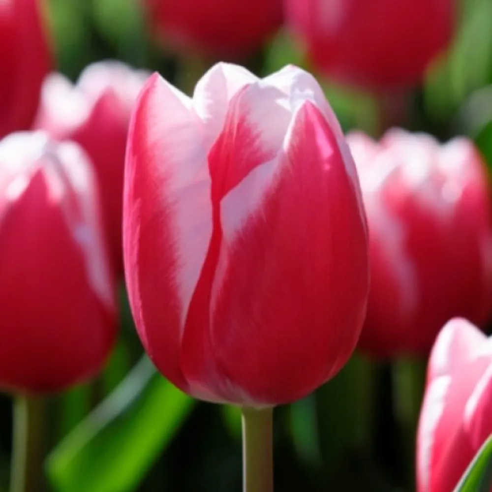 Tulipan Leen Van Der Mark (czerwono-biały)