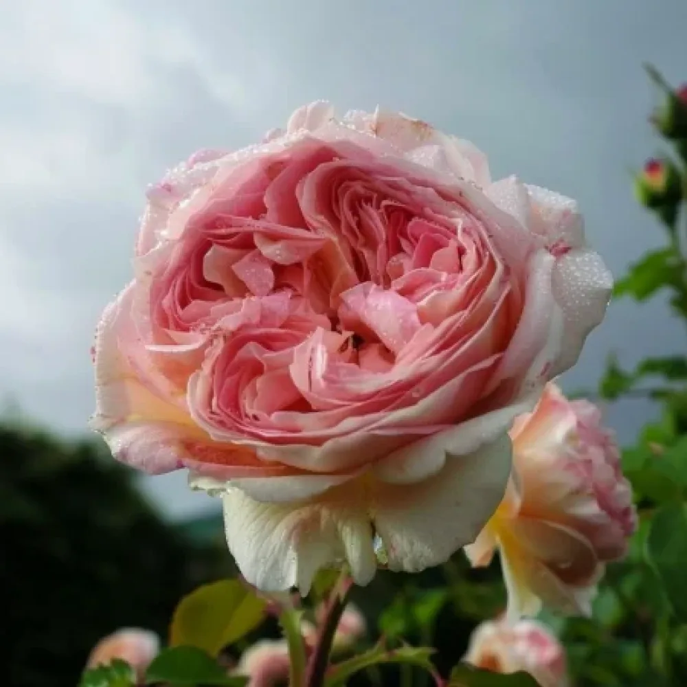 Róża Różowy Płomień - z gołym korzeniem