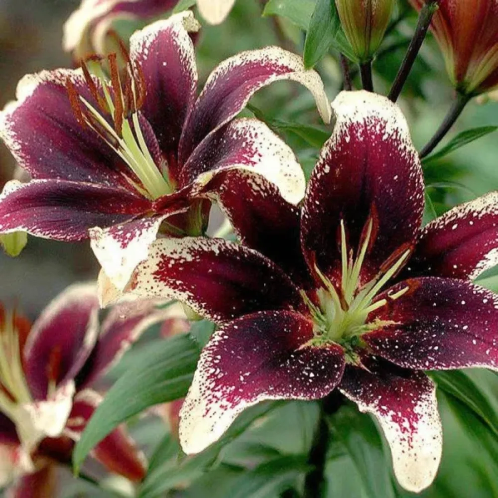 Lilia Nettys Pride (fioletowa)