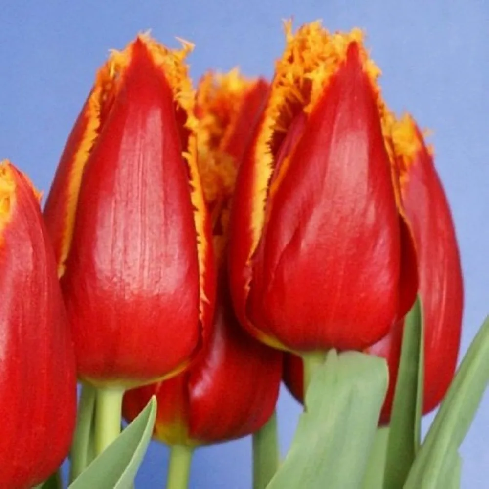Tulipan Fabio (żółty)