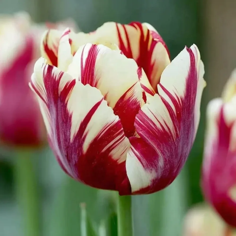 Tulipan Grand Perfection (pstry)