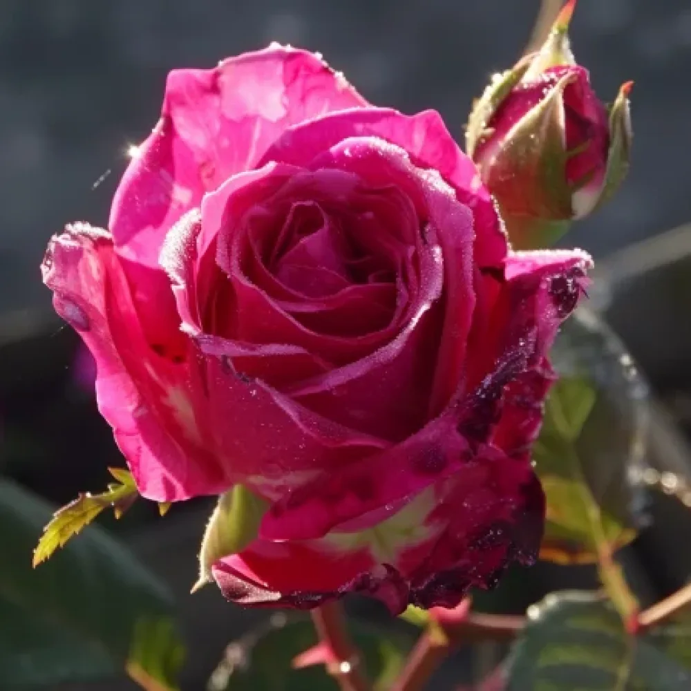 Róża Dancing Petal – z gołym korzeniem