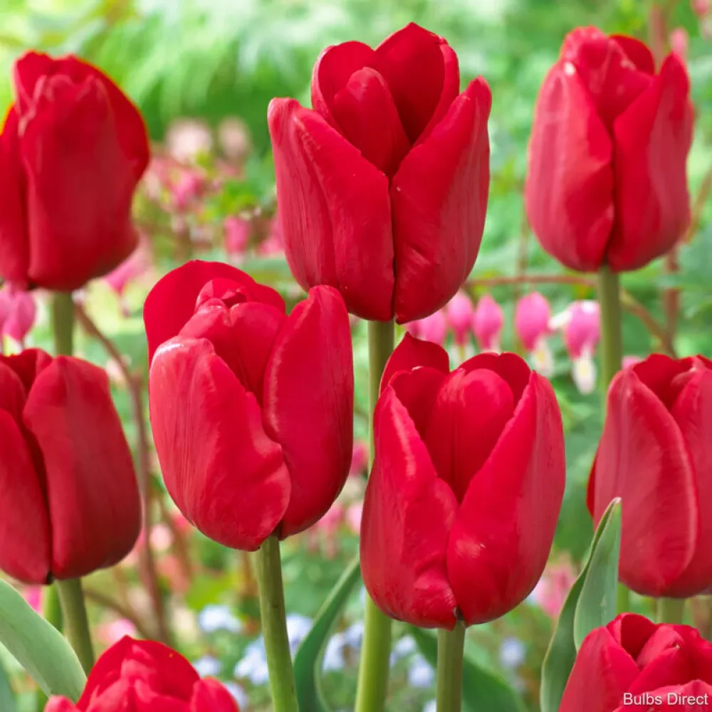 Tulipan Ile de France (zielony)