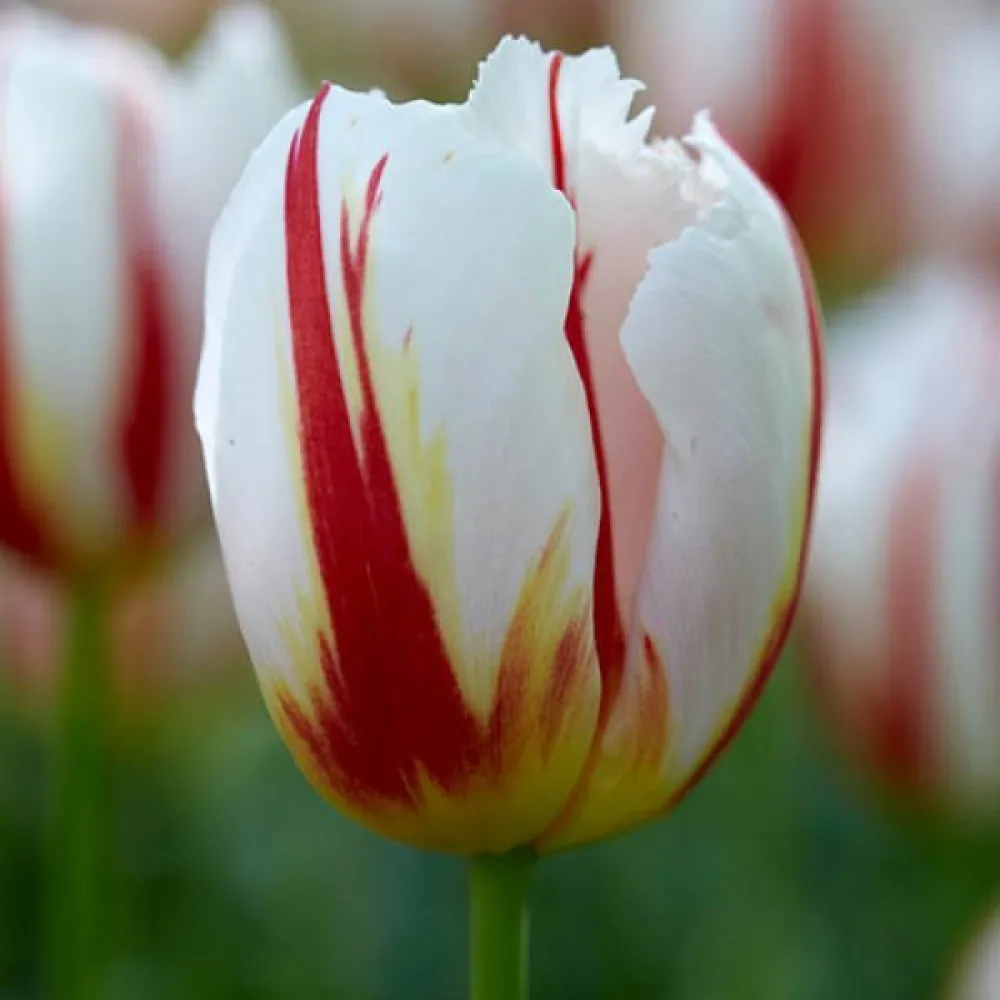 Tulipan Happy generation