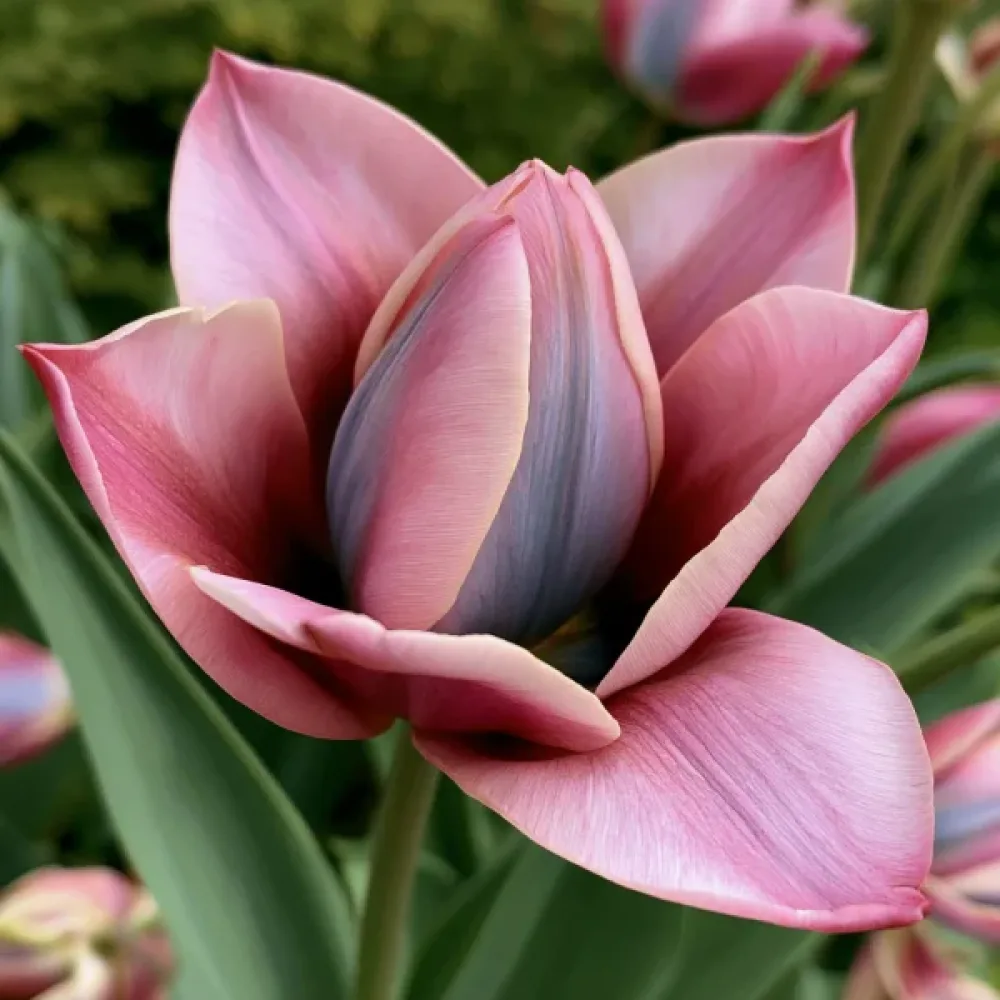Tulipan Danique (różowy)