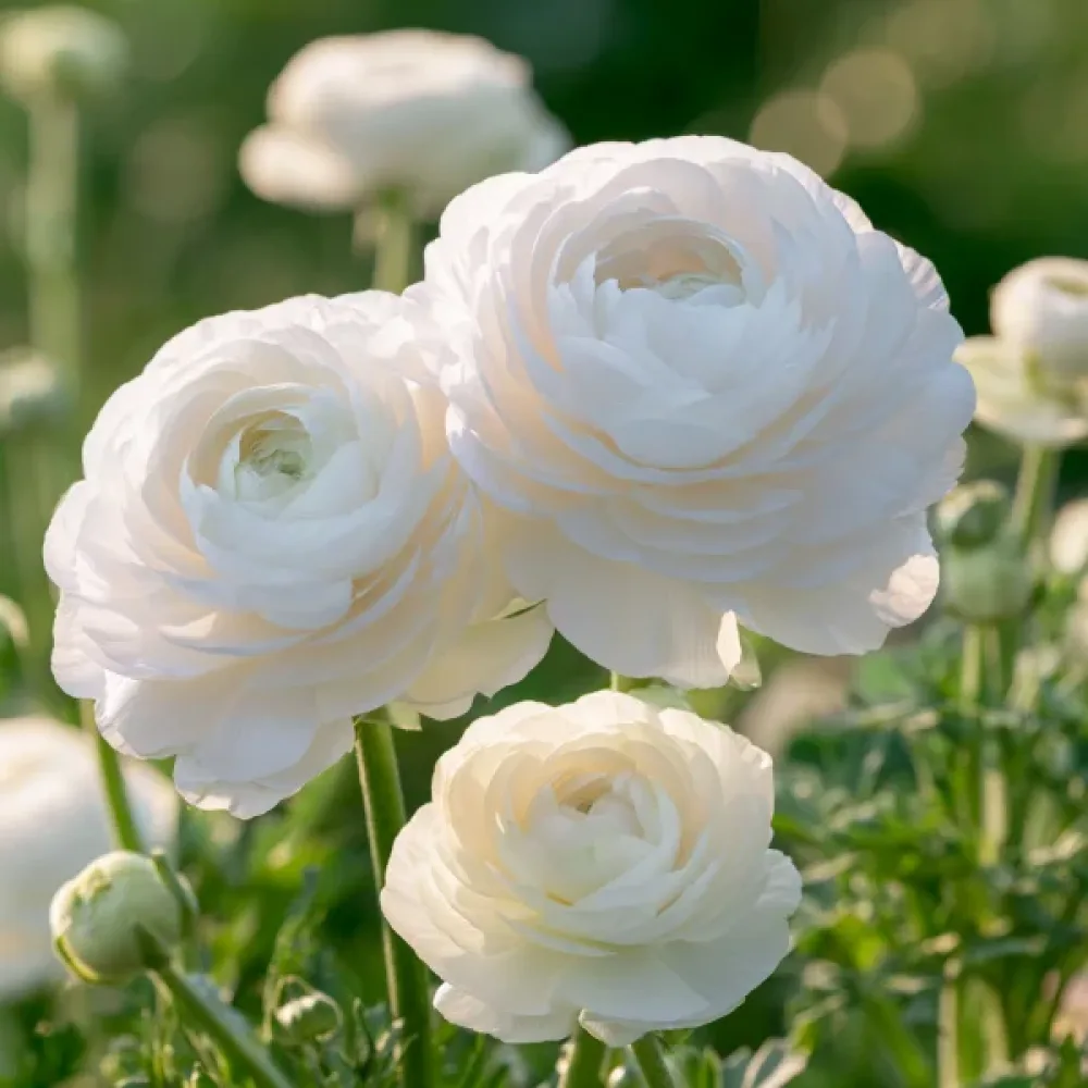 Jaskier White Tomer (biały)