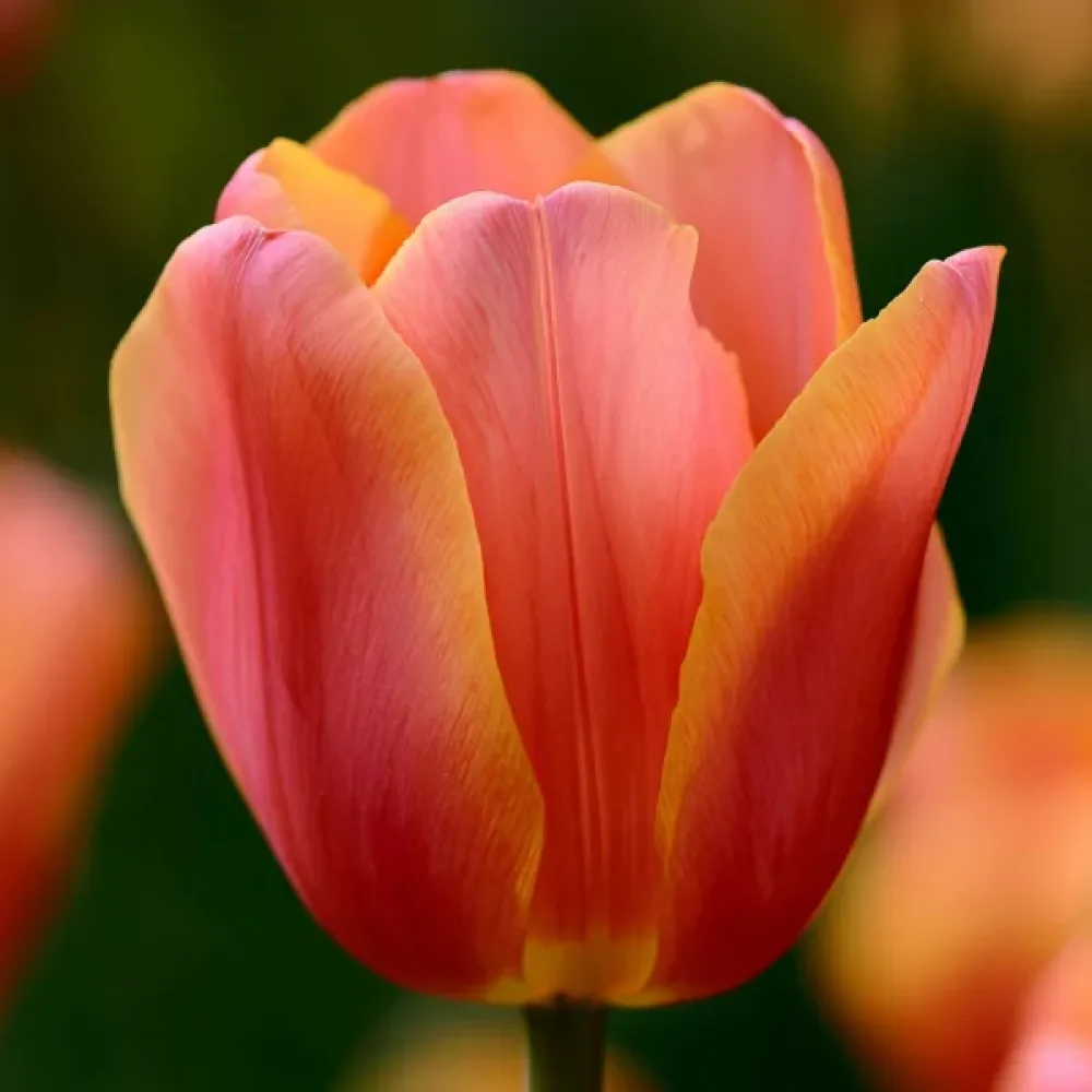 Tulipan Lucca (złoty)