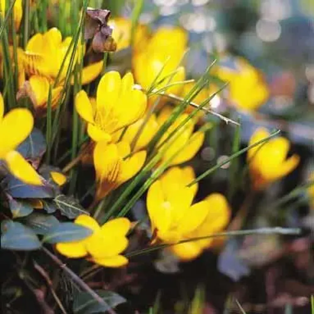 Krokus Korolkowii (żółty)