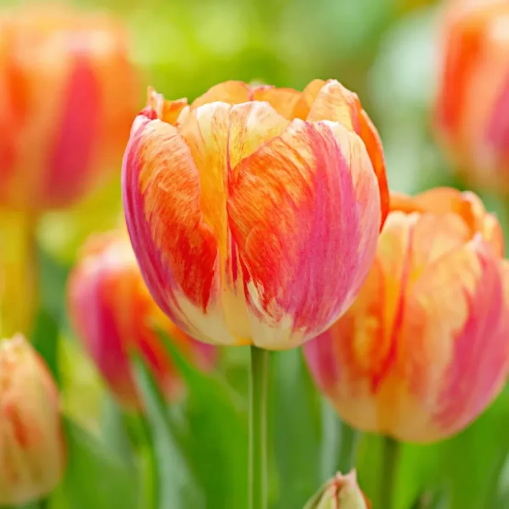 Tulipan Tasmania (pomarańczowy)